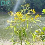 Offutt Island - A sunbeam cascades through beautiful wild yellow shore sun flowers. 