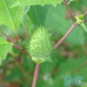 Offutt Island - A newborn jimson weed pod springs on the shores of Offutt Island. 