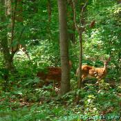 Deer are quite abundant around the farm. In the 18th century they would be considered game food.
