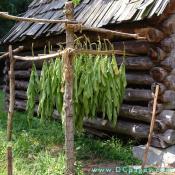 Fresh cut Virginia tobacco is split at the stem and slid onto a tobacco stick. Grown the way our ancestors did. 