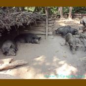 Ossabaw pigs are normally black in color, although they may have alternating black and white spots, or even shades of red and tan.