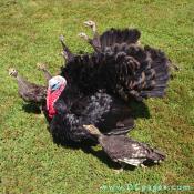 This turkey cock is surrounded by seven The poults (baby turkeys). 