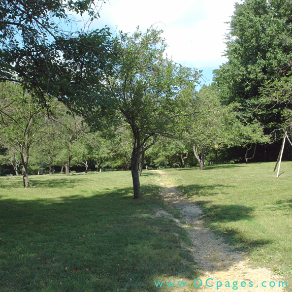 Walking up into the Claude Moore apple orchard.
