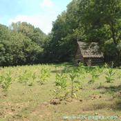 from the path looking toward the tobacco barn.
