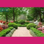 In 1952, the walled Morrison Garden was built.  It still serves as the hub that unifies the Azalea Collection today.