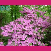 'Corydon' azalea