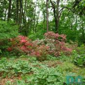 Masses of azaleas grow on the steep slopes of Mount Hamilton. 