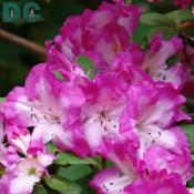 'Luna' azalea