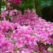 A carpenter bee feeding on the nectar of a 'Corydon' azalea.
