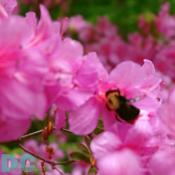 A carpenter bee feeding on the nectar of a 'Corydon' azalea.