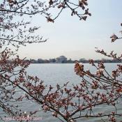Monday, March 24, 2008 10:45 am EST, Cherry Blossom View of the Jefferson Memorial