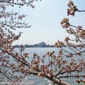 Wednesday, March 26, 2008 9:25 am EST, Cherry Blossom View of the Jefferson Memorial.