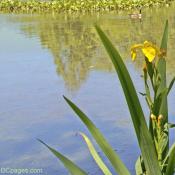Iris Pseudacorus