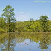Kenilworth Aquatic Gardens