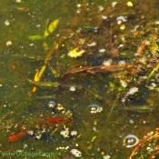 School of Minnows