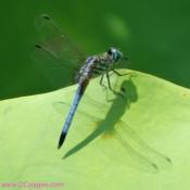 Blue Dragonfly