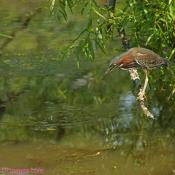 Green Heron Fishing