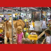 Children Attempt Milking a Cow