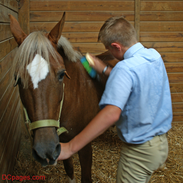 Quit Horsin' Around