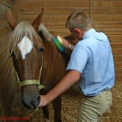 Quit Horsin' Around