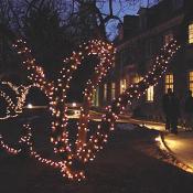 Lights strung from every tree in honor of the holidays