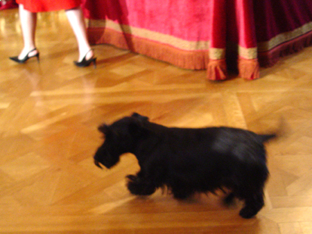 The First dog, Barney, makes an appearance at White House Holiday event.