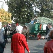 Bystanders marvled at the beauty of the National Christmas tree.