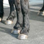 These are the legs that brought us our National tree.