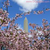 2009 Cherry Blossom Photos