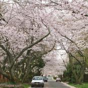 Under the canopy in Kenwood
