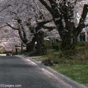 Ninety-Year-old Yoshinos