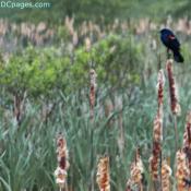 Red Winged Black Bird