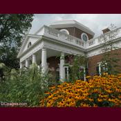 Black-eyed susans in Monticello