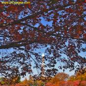 Autumn cherry blossom leaves. Washington Monument is in the background.