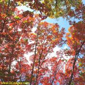 Autumn oak leaves. Much sugar is made in the leaves during the daytime, but cool nights prevent movement of, sugar from the leaves. From the sugars trapped in the leaves the red pigment called anthocyanin is formed.