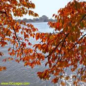 Yoshino cherry tree foliage.