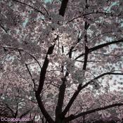 Cherry Blossoms in Full Bloom Around the Tidal Basin