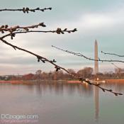 Cherry Blossom Update - Tue 28 Feb 2012 5:34 pm EST