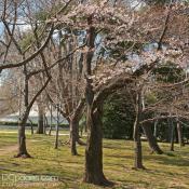 Second Cherry Tree 2012 Blooming on Tidal Basin.