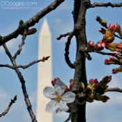2012 Cherry Blossom on Tidal Basin