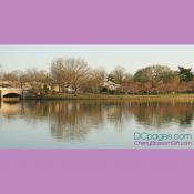 Cherry Blossom Forecast Tree