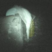 Some guests were just DYING to get into Markoff's Haunted Forest.  
