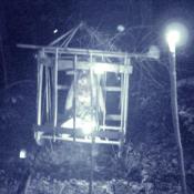 Markoff's Haunted Forest Staff managed to both capture and cage this zombie.  