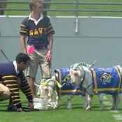 The Naval Academy's mascot have a quick bite to eat during the game.
