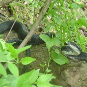 On the way back to the car we spotted a snake.
