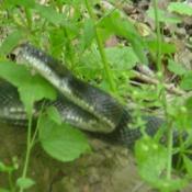 Snake striking.