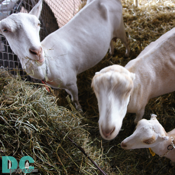 A family of goats.