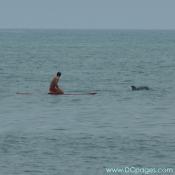Ocean City - This surfer gets an up close view of these curious dolphins.