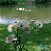 Virginia Oxeye Daisy flowers normally bloom from May to late June in North Fork. Tel.540.636.2995