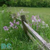 Dame's rocket is native to Central and southern Europe, but was introduced to North America in the 1600's. In North Fork one gets a sense of the miracle of life, and behind it our scientific accomplishments fade to trivia. Tel.540.636.2995